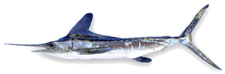 Tetrapterus albidus_03.jpg